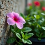 Quelle est la distance idéale entre un mur et un hortensia pour une croissance optimale ?