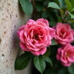 Quelle distance respecter entre un mur et un laurier rose pour une croissance optimale ?